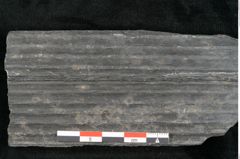 Foto (Detailansicht) von Sigillaria elongata Brongniart (NHMW-GEO-2024-0188-11070)